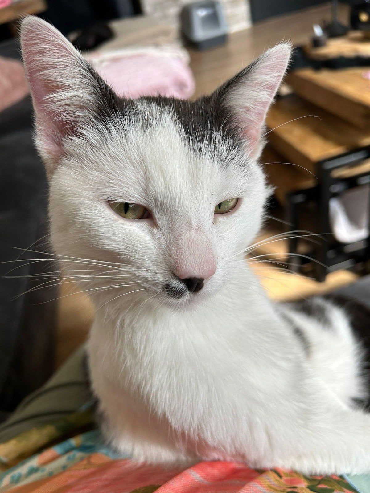 kat, Kater, 3 tot 5 jaar