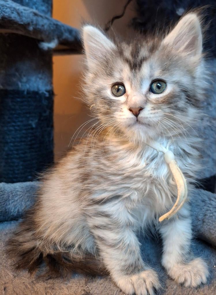 Maine coon kitten 🐈‍⬛licht grijs 🩷 BESCHIKBAAR, Dieren en Toebehoren, Poes, Ontwormd, 0 tot 2 jaar