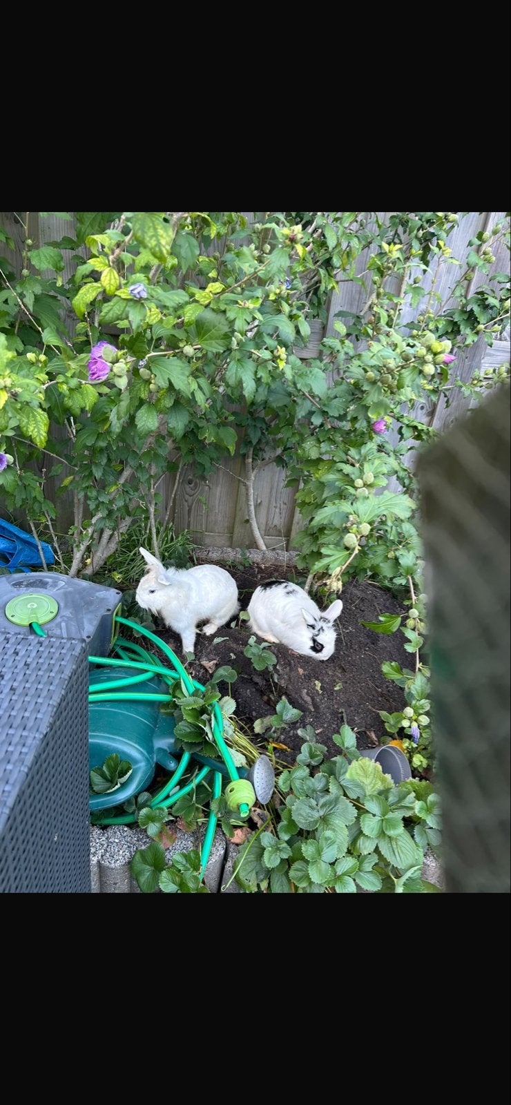 Lieve konijnen zoeken een goed en warm thuis, Dieren en Toebehoren, Meerdere dieren