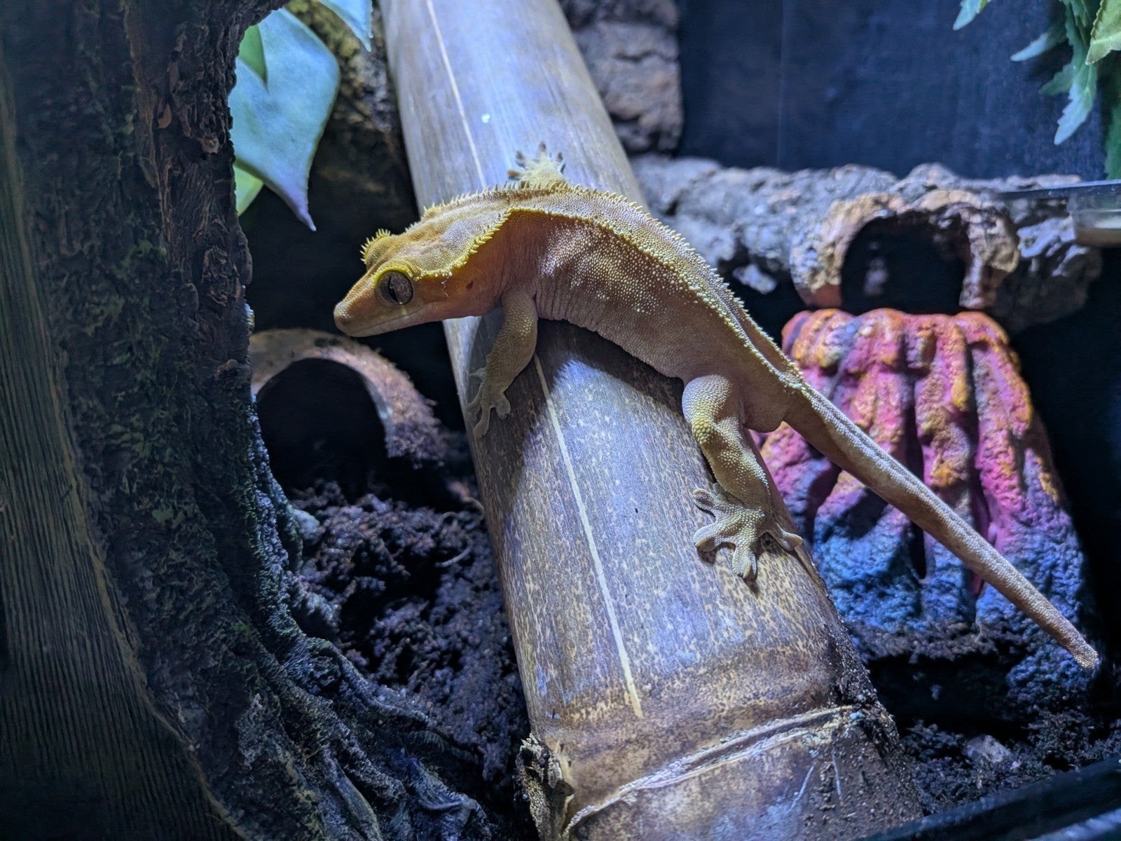 Wimper gekkos te koop Crested Gecko - male for sale from crestie
