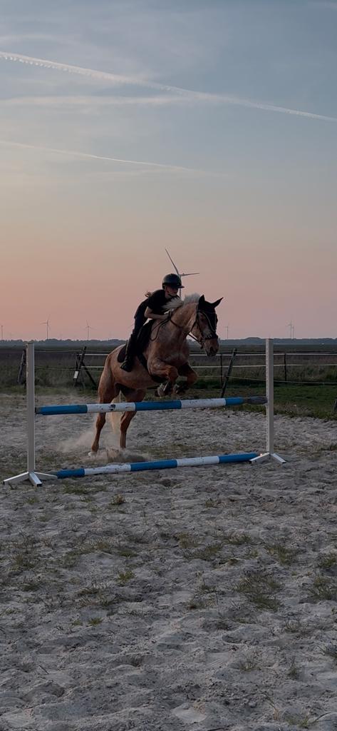 Ontzettend lieve en knappe appaloosa te koop., B, Dressuurpaard, 3 tot 6 jaar, 160 tot 165 cm