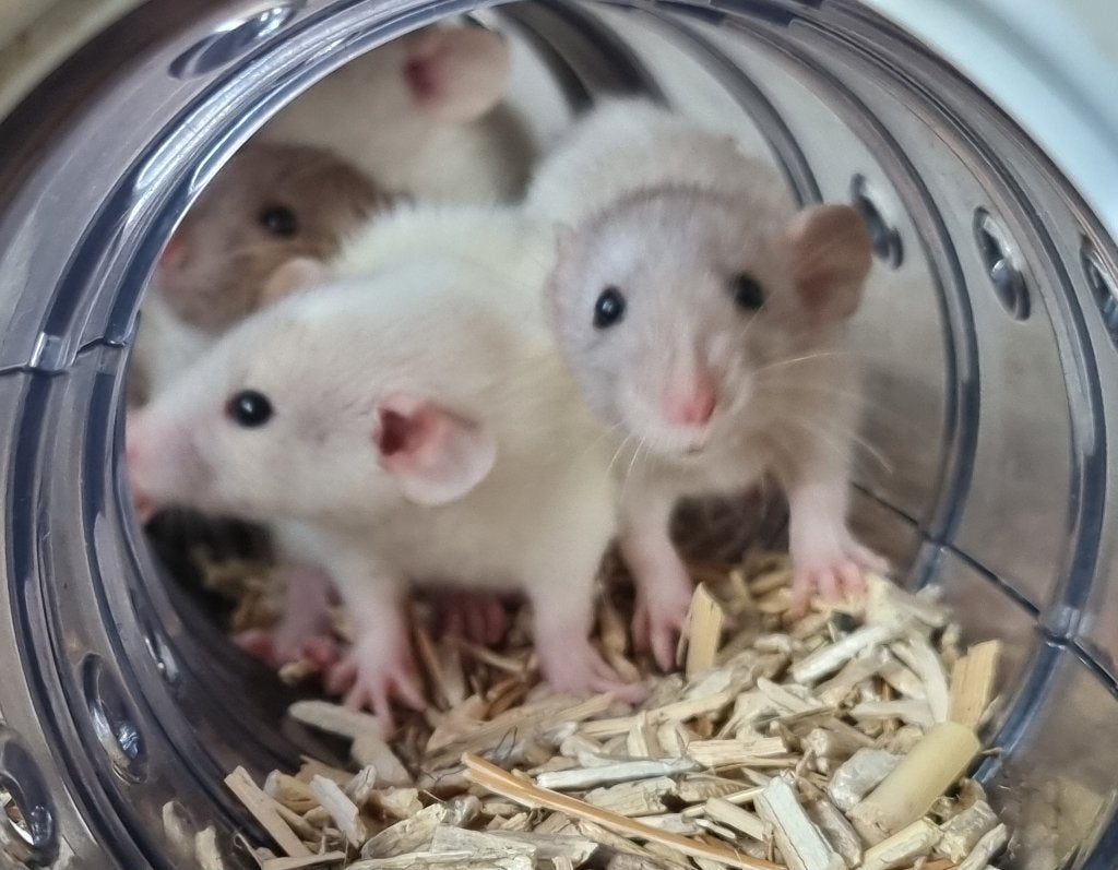 Jonge ratjes 6 weken oud, Dieren en Toebehoren, Rat, Meerdere dieren, Tam, September
