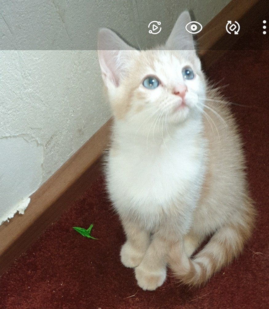 Kittens 8 weken oud mogen per direct naar hun forever home, Dieren en Toebehoren, Meerdere dieren, Kortharig, 0 tot 2 jaar