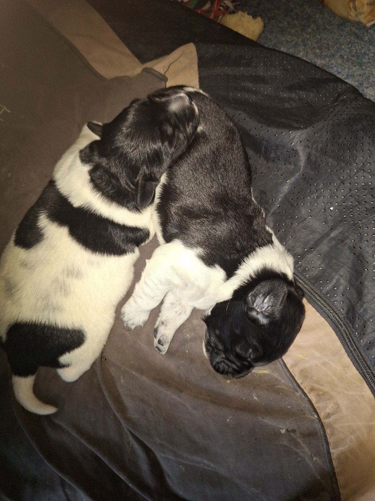 Stabij fryske wetterhun pups, Dieren en Toebehoren, Overige rassen, 8 tot 15 weken, Meerdere, Meerdere dieren