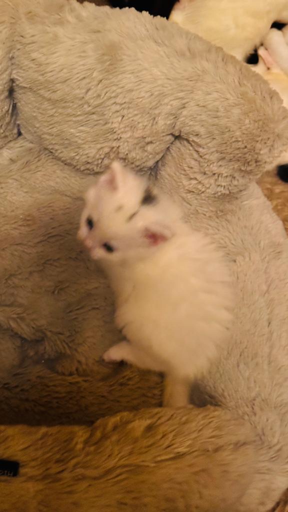 Mooie Turkse Angora mix kitten – 2 maanden oud, Dieren en Toebehoren, Katten en Kittens | Overige Katten, Kater