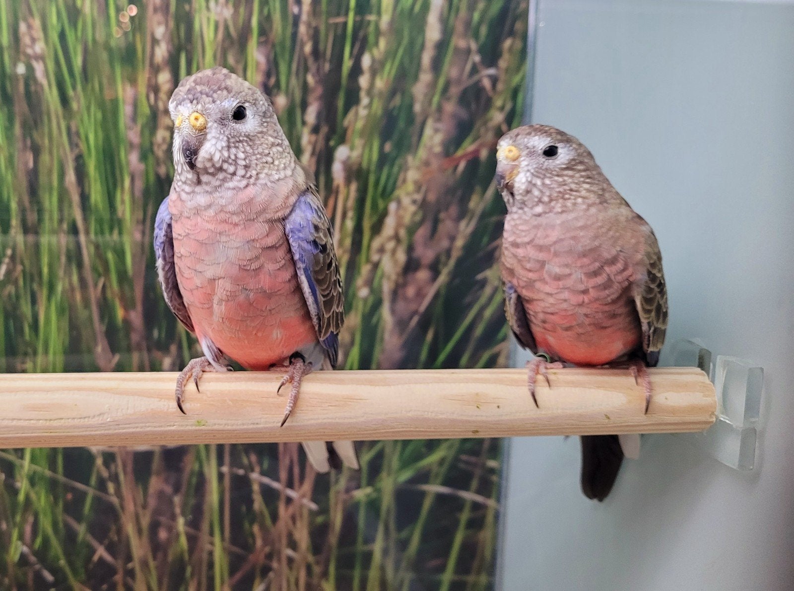 Bourkeparkieten, Meerdere dieren