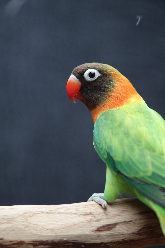 Jonge Baby Agapornis | Fischeri | Div. Kleuren | Handtam, Dieren en Toebehoren, Meerdere dieren, Dwergpapegaai of Agapornis, Pratend