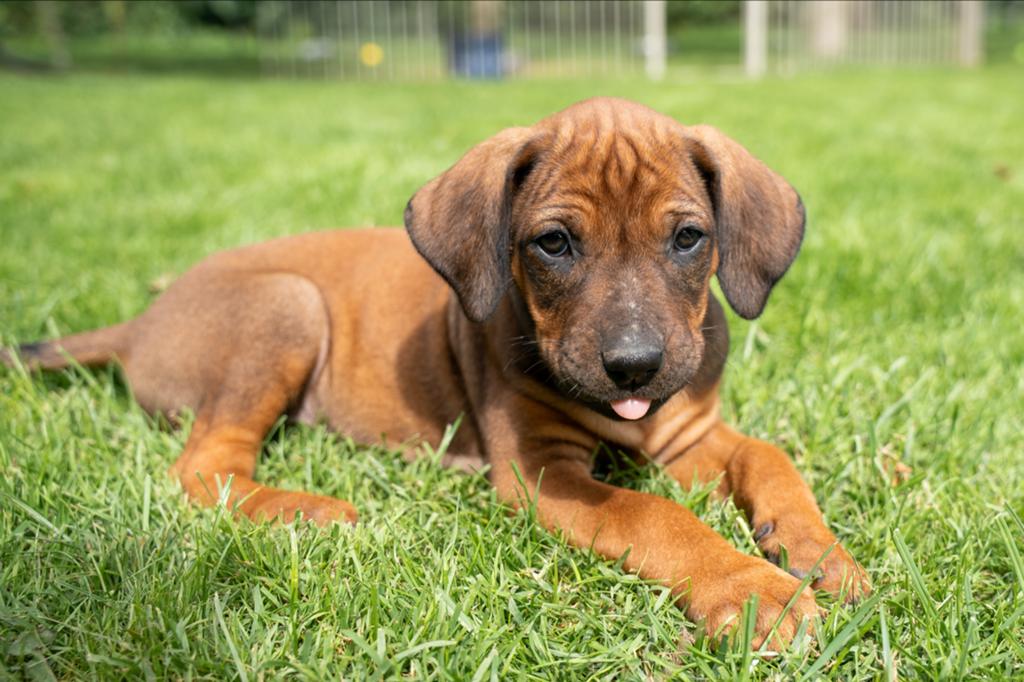 Eind mei rhodesian ridgeback pups verwacht, Parvo, Overige rassen, 8 tot 15 weken, Meerdere