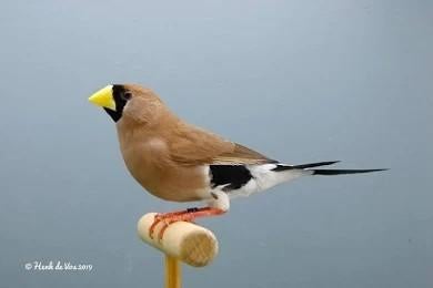 Maskeramadine pop ruilen voor man, Dieren en Toebehoren, Vrouwelijk, Tropenvogel, Geringd