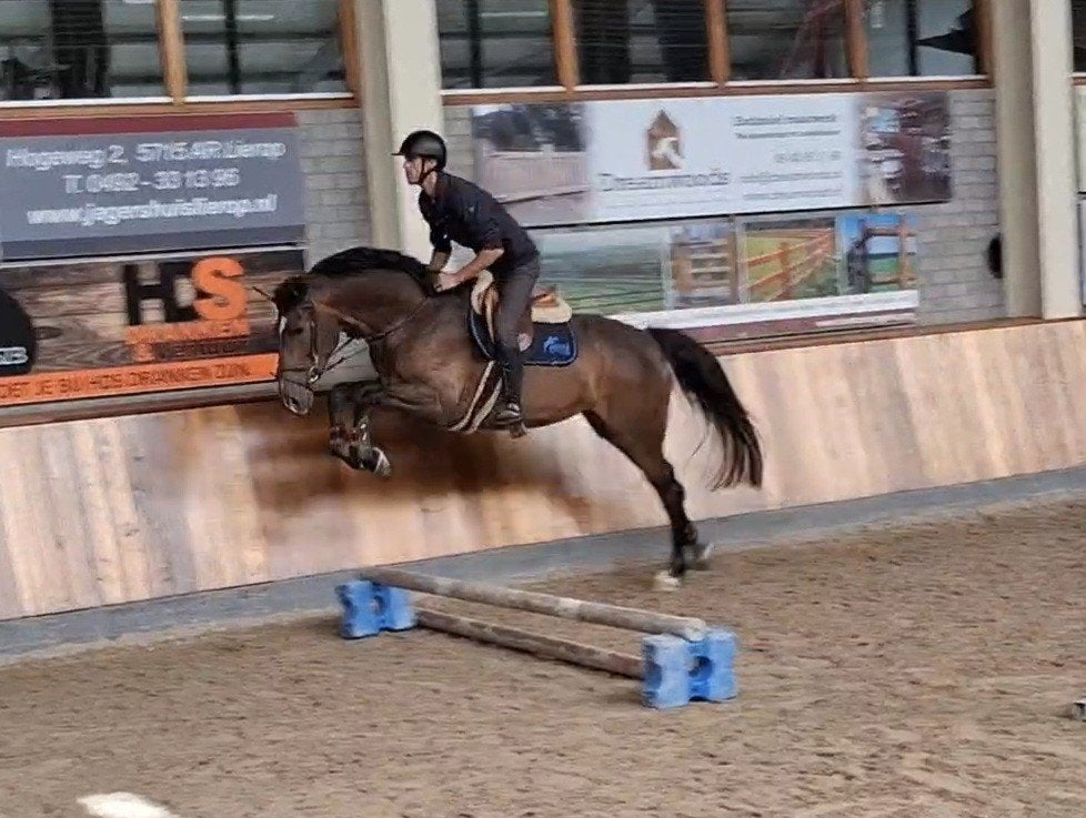 4 jarig kwaliteitsvol springpaard * Chique * KWPN 1m67, Dieren en Toebehoren, Paarden, Merrie, Springpaard, Zadelmak, 3 tot 6 jaar