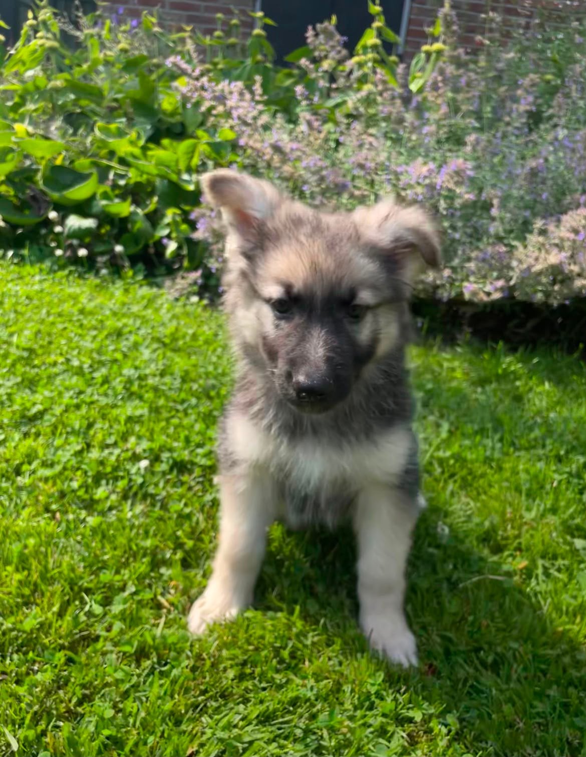 Mooi nestje Zwitserse Witte herder x Duitse herder 5 reutjes, Dieren en Toebehoren, Honden | Herdershonden en Veedrijvers, HCC (leverziekte)