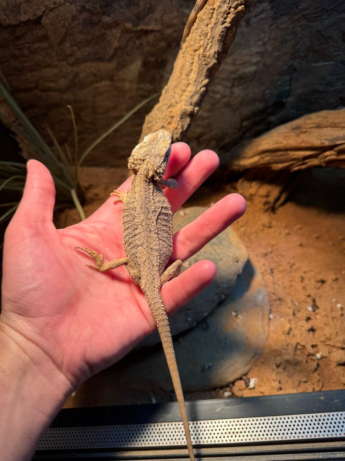 Baardagaam (pogona minor) Bearded Dragon photo 3