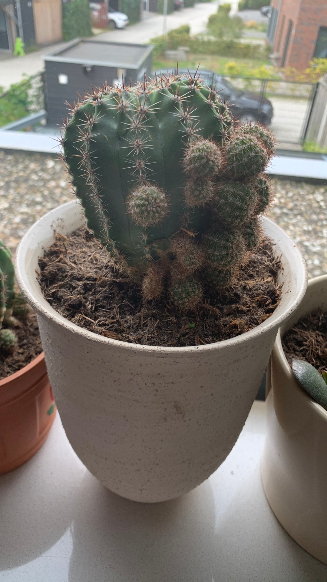 Cactus plant met pot €10, Huis en Inrichting, Ophalen, Cactus, Volle zon, Minder dan 100 cm