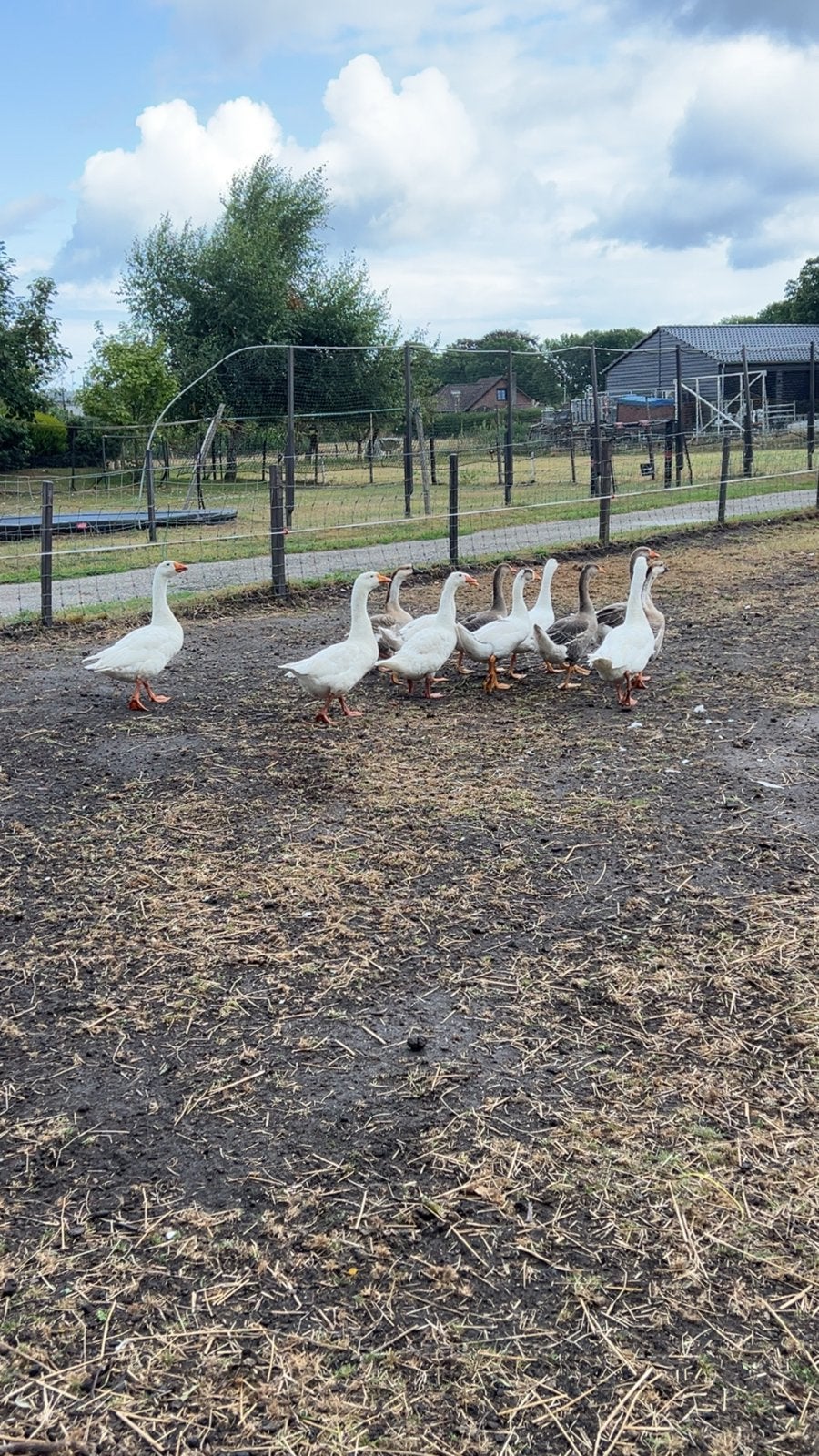 Te koop boerenganzen, Dieren en Toebehoren, Meerdere dieren, Gans of Zwaan