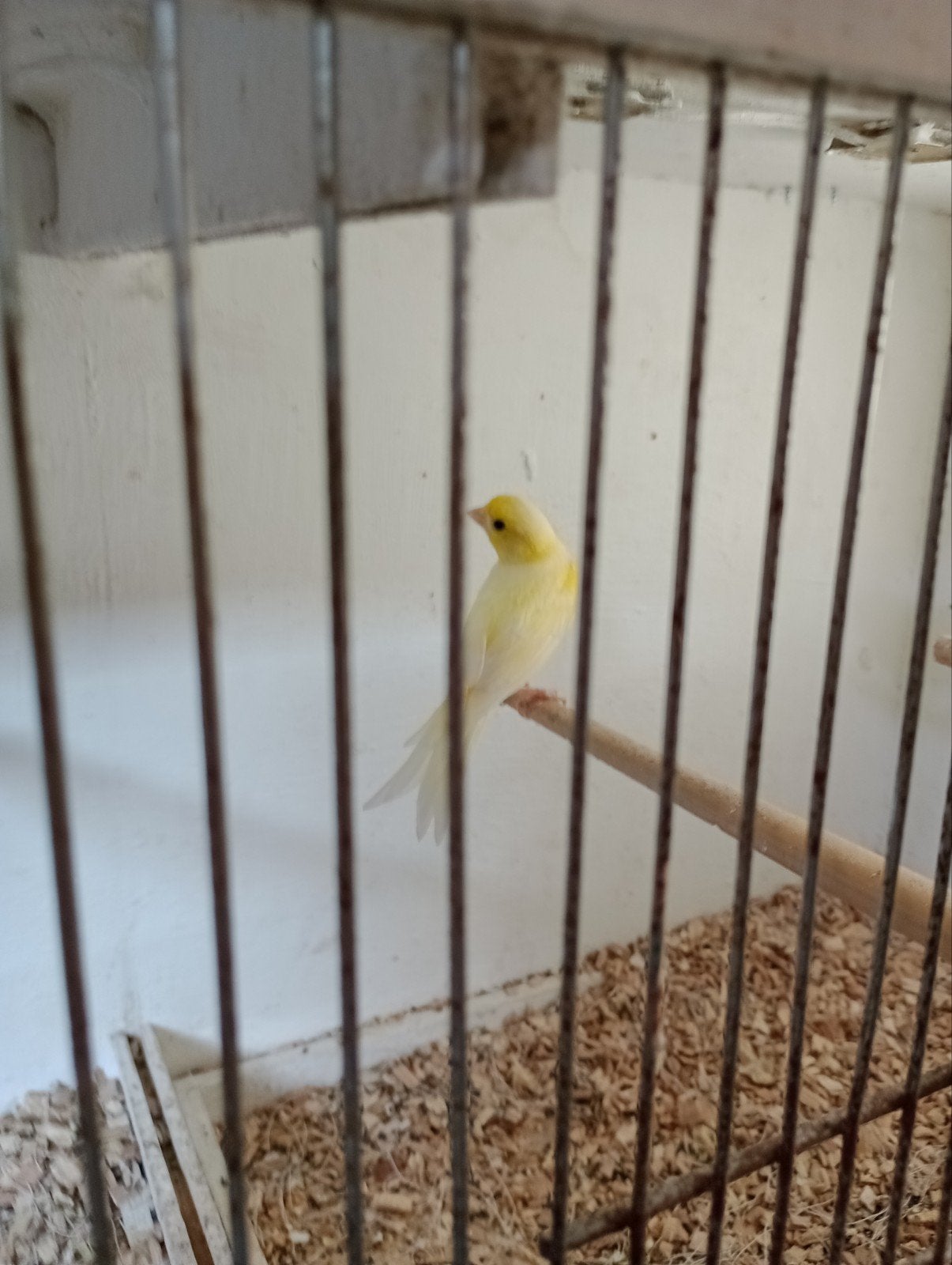 Te koop mooie kanarie pop, Dieren en Toebehoren, Vogels | Kanaries, Vrouwelijk, Kleurkanarie