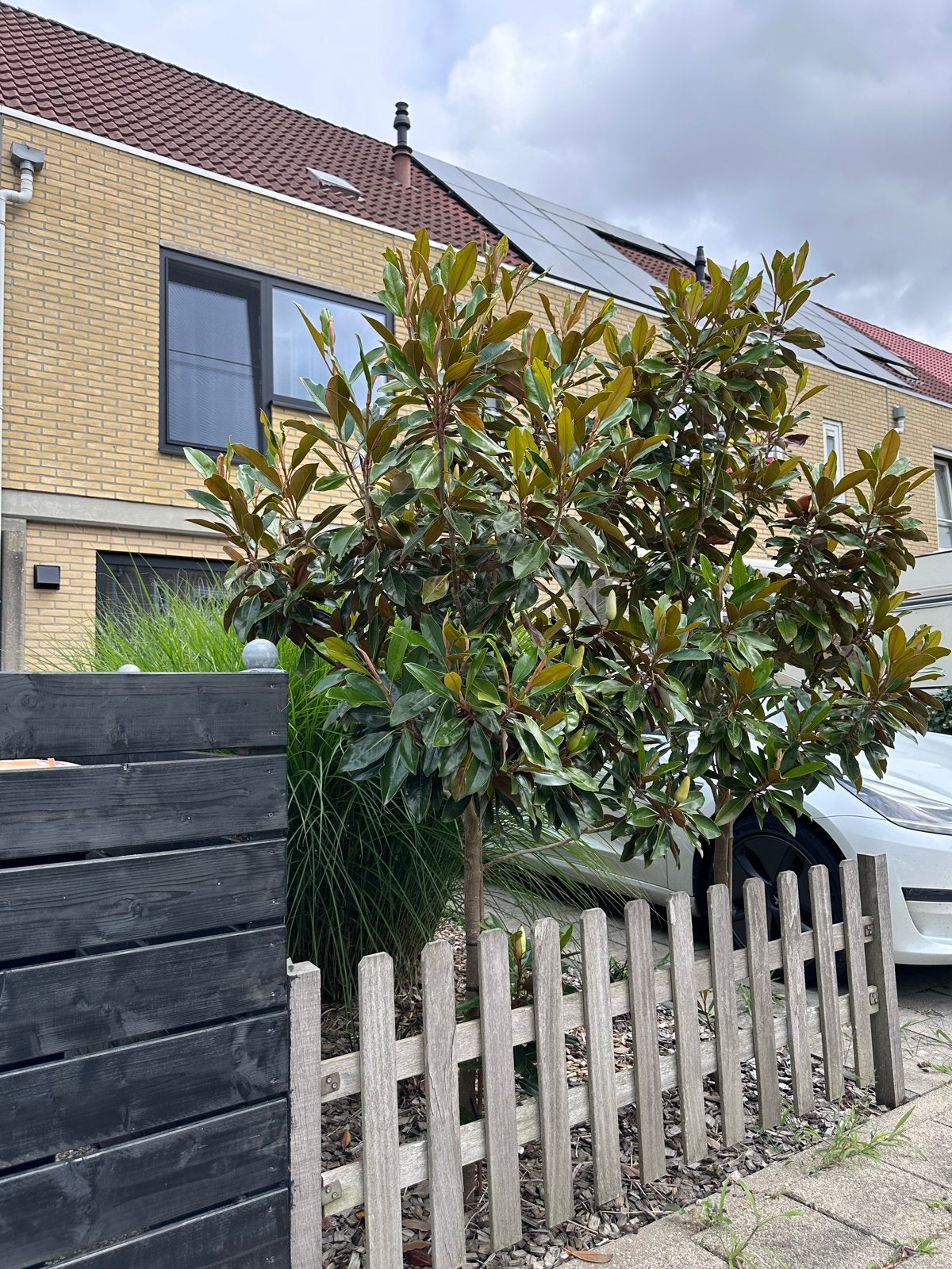 Twee Magnolia Grandiflora - Groenblijvend, Tuin en Terras, Ophalen of Verzenden