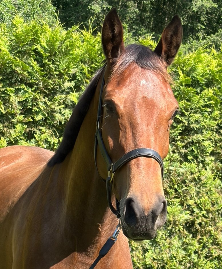 Nieuw* Knappe 4 jarige merrie, Dieren en Toebehoren, Paarden, Merrie, Met stamboom, Dressuurpaard, Onbeleerd