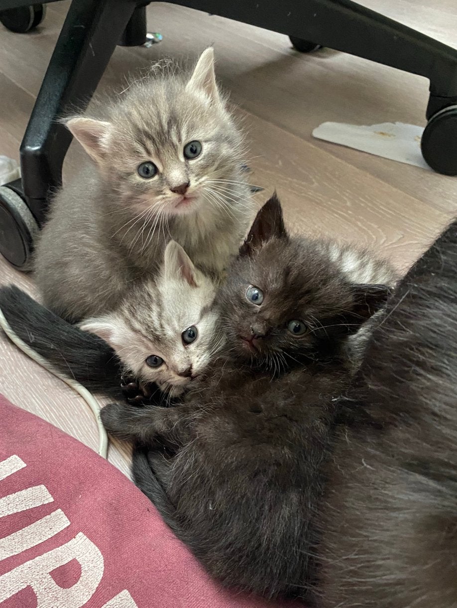 2 lieve kittens te koop - Blauwe Rus mix, Dieren en Toebehoren, Katten en Kittens | Overige Katten, Meerdere dieren