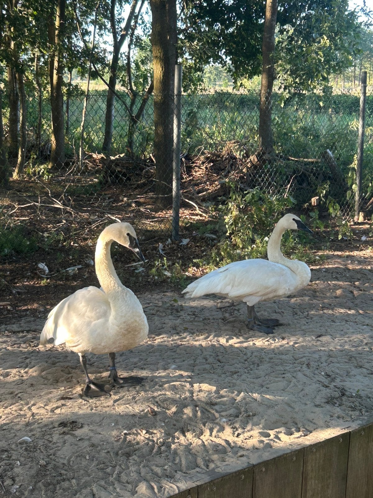 Zwanen ganzen eenden, Meerdere dieren, Gans of Zwaan
