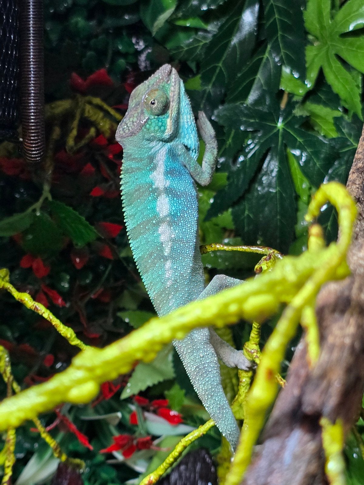 Prachtige Nosy Be panterkameleons (Furcifer pardalis) Chameleon photo 3