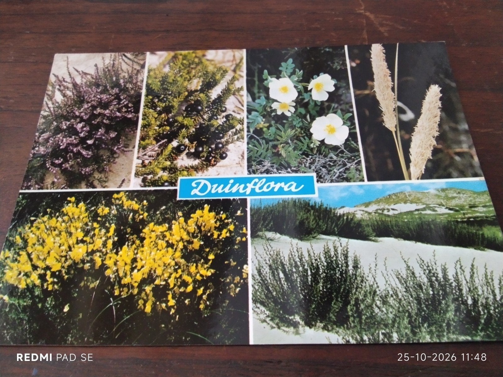 Ansichtkaart Duinflora - Ongelopen, Ophalen of Verzenden, 1980 tot heden