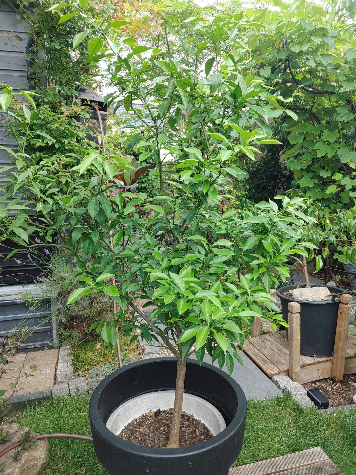Citrus Yuzu: Winterharde Citrusboom (1.35 meter)met vruchten, Tuin en Terras, Planten | Tuinplanten, Ophalen, Volle zon, Vaste plant