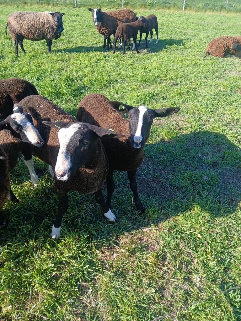 Zwartbles dek ramlammeren, Dieren en Toebehoren, Schapen, Geiten en Varkens, Mannelijk, Schaap