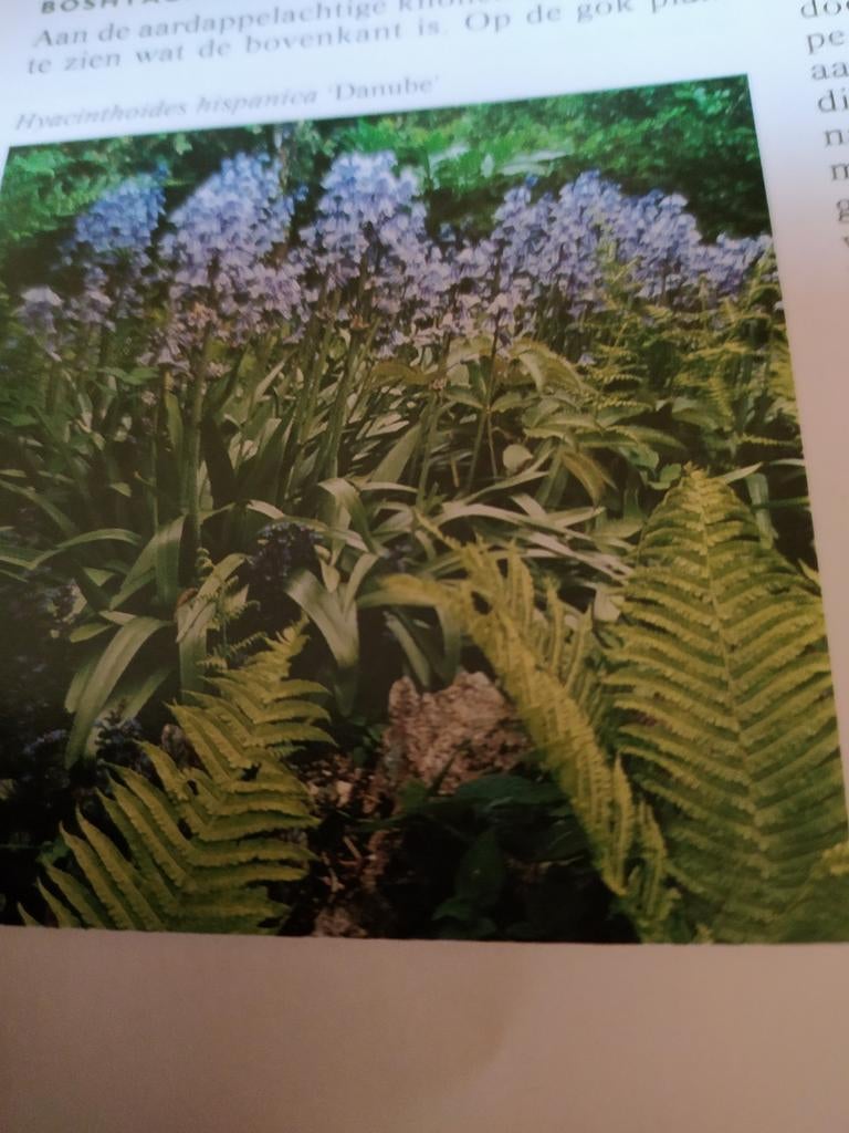 Vaste tuinplant. Bollen. Te koop., Ophalen, Overige soorten