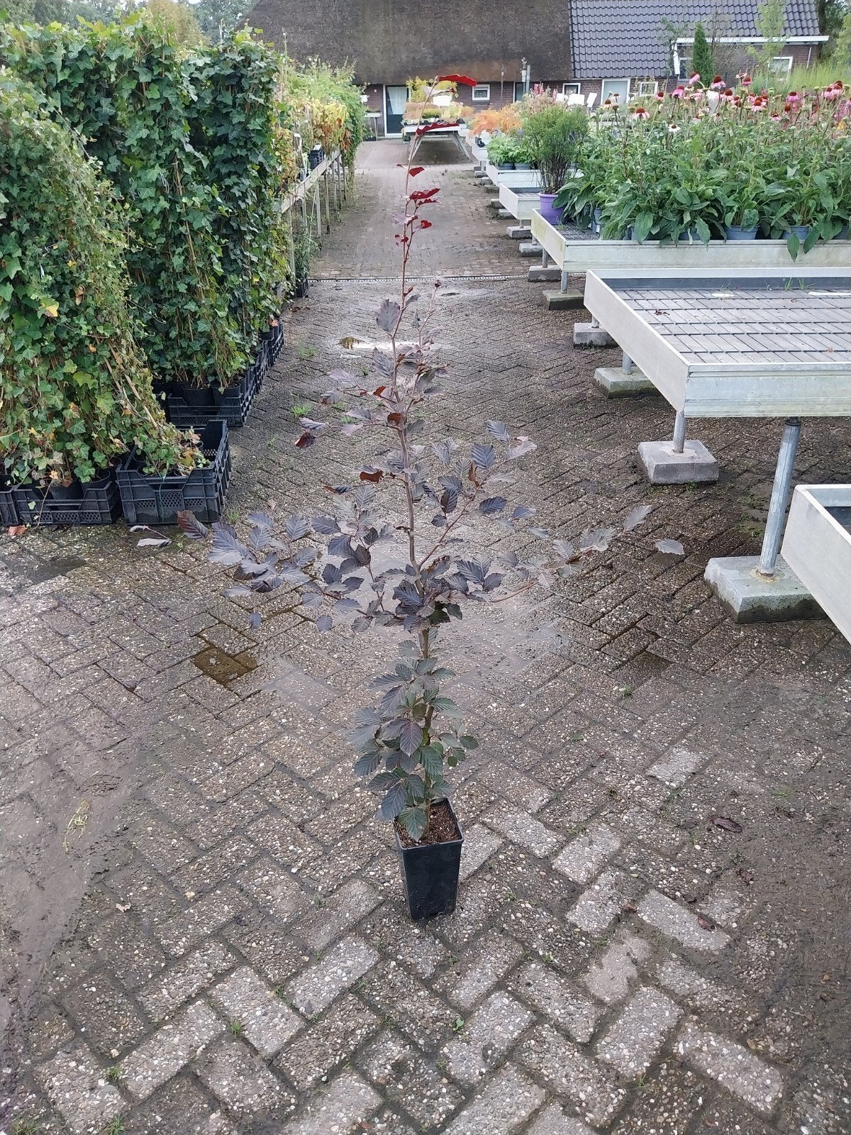 Rode Beukenhaag 80-120 cm - Prachtige Tuinafscheiding, Tuin en Terras, Planten | Struiken en Hagen, Ophalen, Beukenhaag, Haag