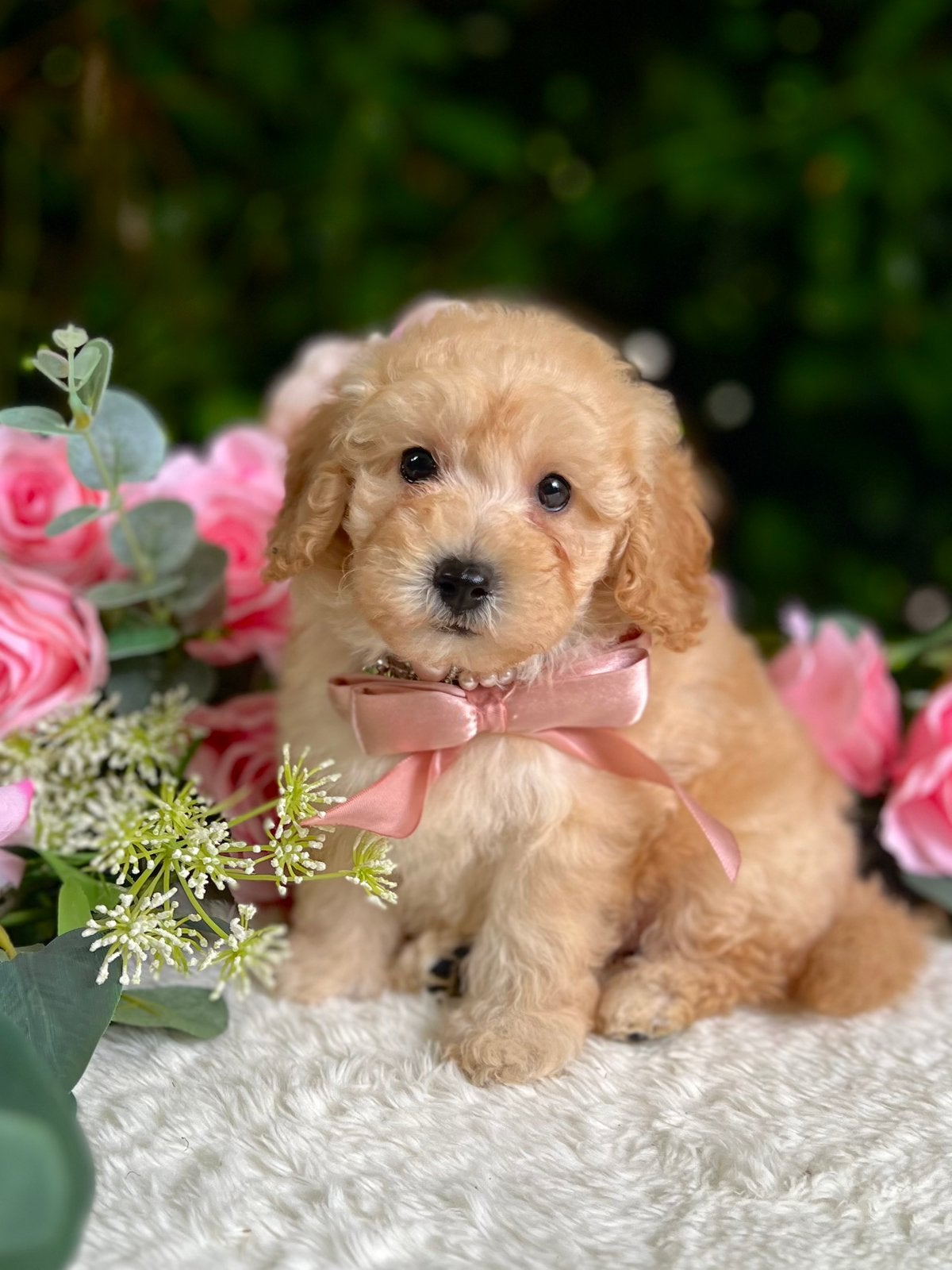 EXCLUSIEF 🐕‍🦺❤️🐾 Toy Poedel pup VOLLEDIG GETEST, Poedel, Parvo, 8 tot 15 weken, Meerdere