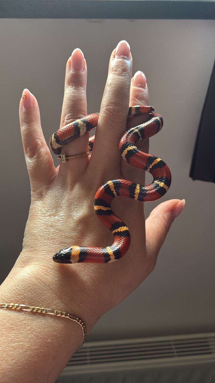 0.1 Lampropeltis t. annulata Kingsnake - female for sale from Dols
