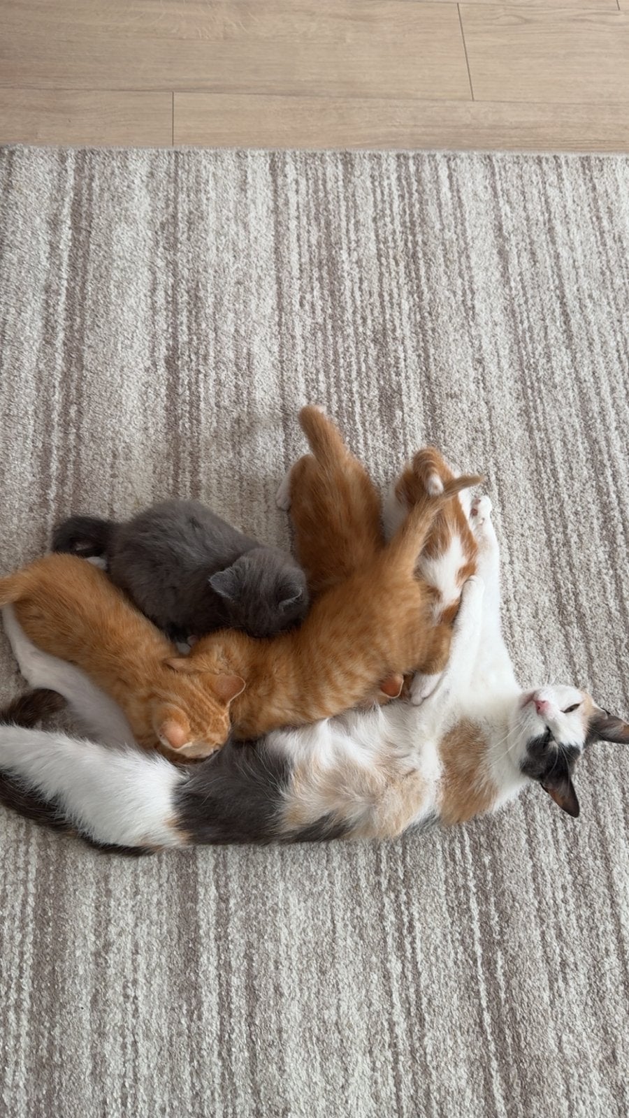 Hele leuke kittens, Meerdere dieren, Langharig, 0 tot 2 jaar