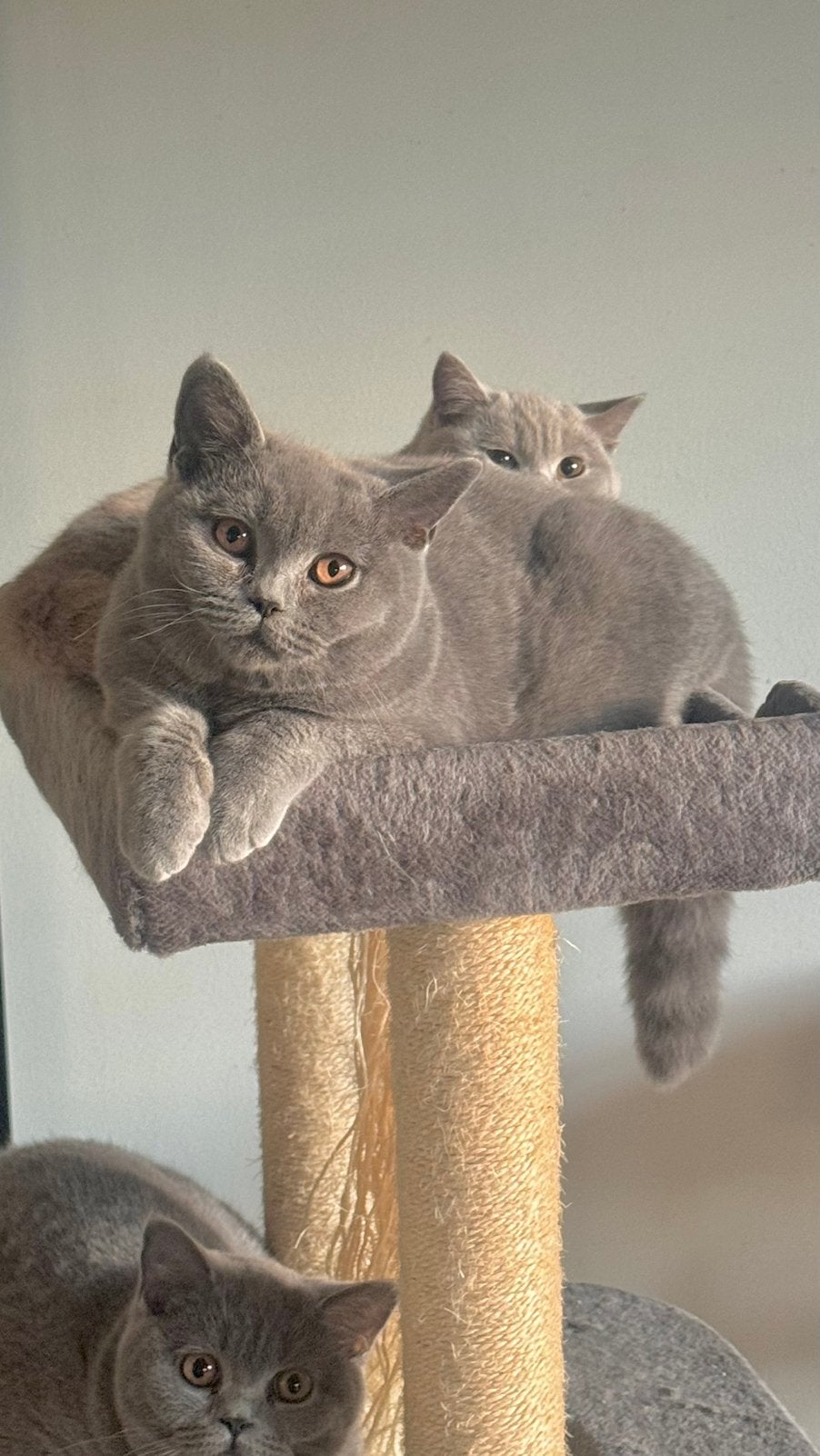 Britse korthaar kittens (met stamboom uit kampioenslijnen., Dieren en Toebehoren, Meerdere dieren, Met stamboom, 0 tot 2 jaar