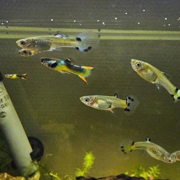 8 endler guppies, aquarium vissen, Vis, Zoetwatervis, Schoolvis
