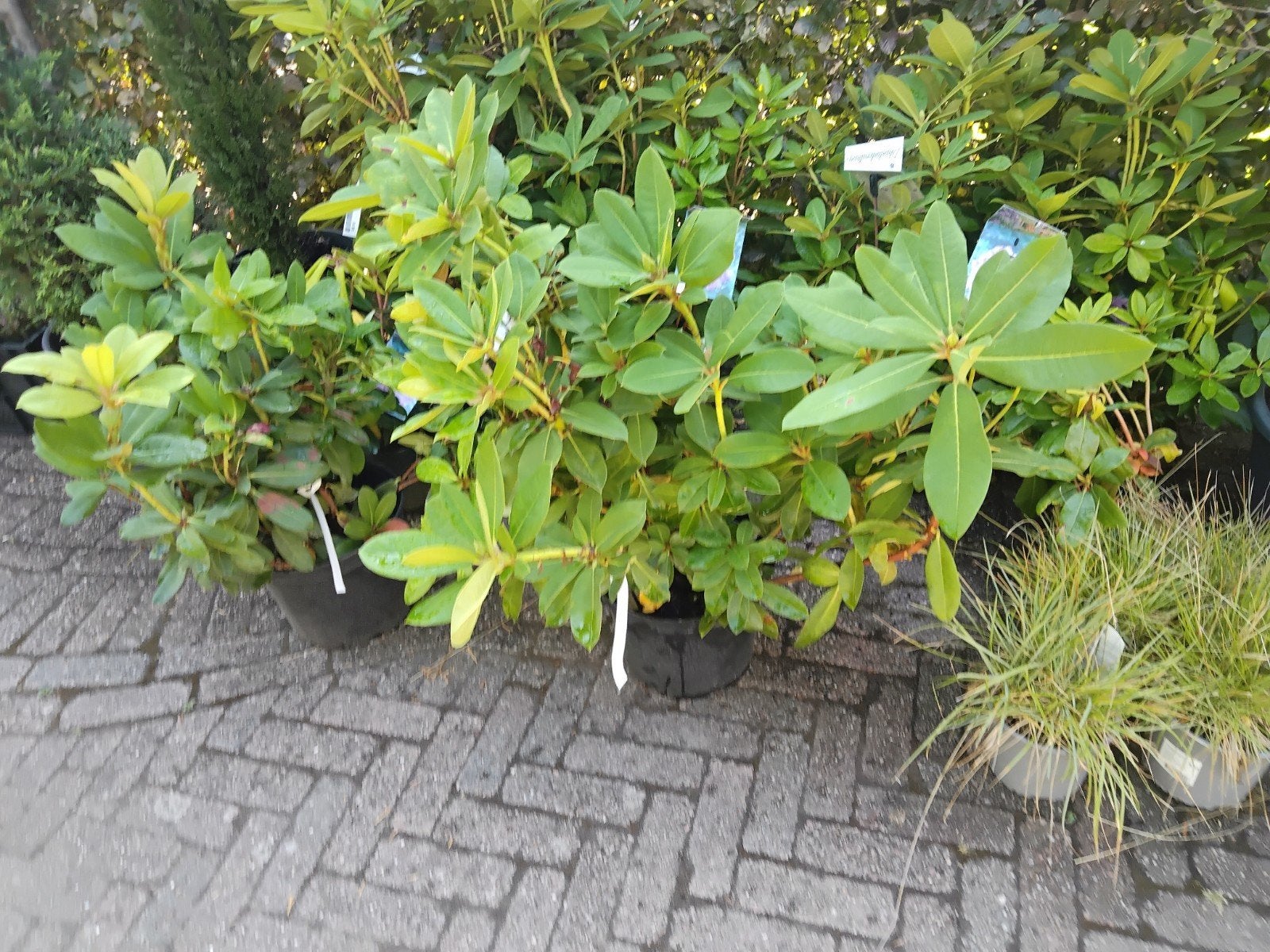 rhododendrons, Tuin en Terras, Planten | Tuinplanten, Ophalen, Overige soorten, Halfschaduw