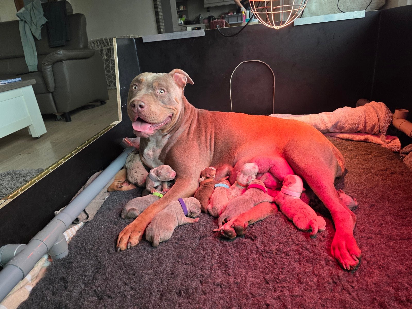 American bully XL puppy's, België, Particulier, Overige rassen, 8 tot 15 weken
