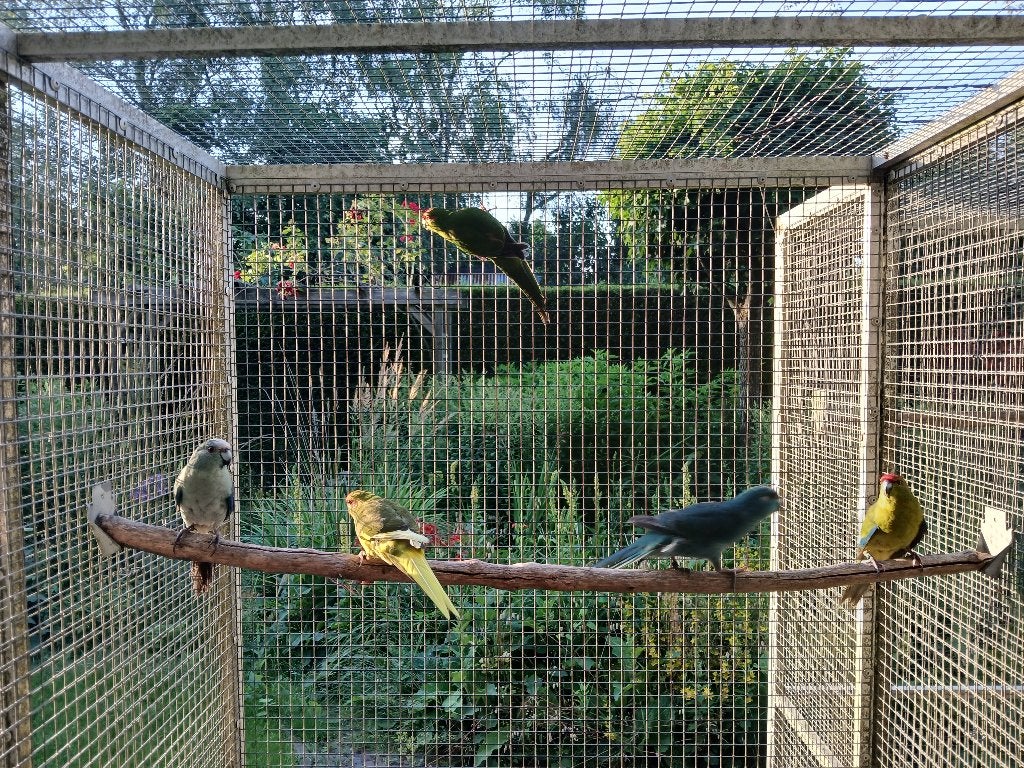 Koppel kakariki, Meerdere dieren, Parkiet, Geringd