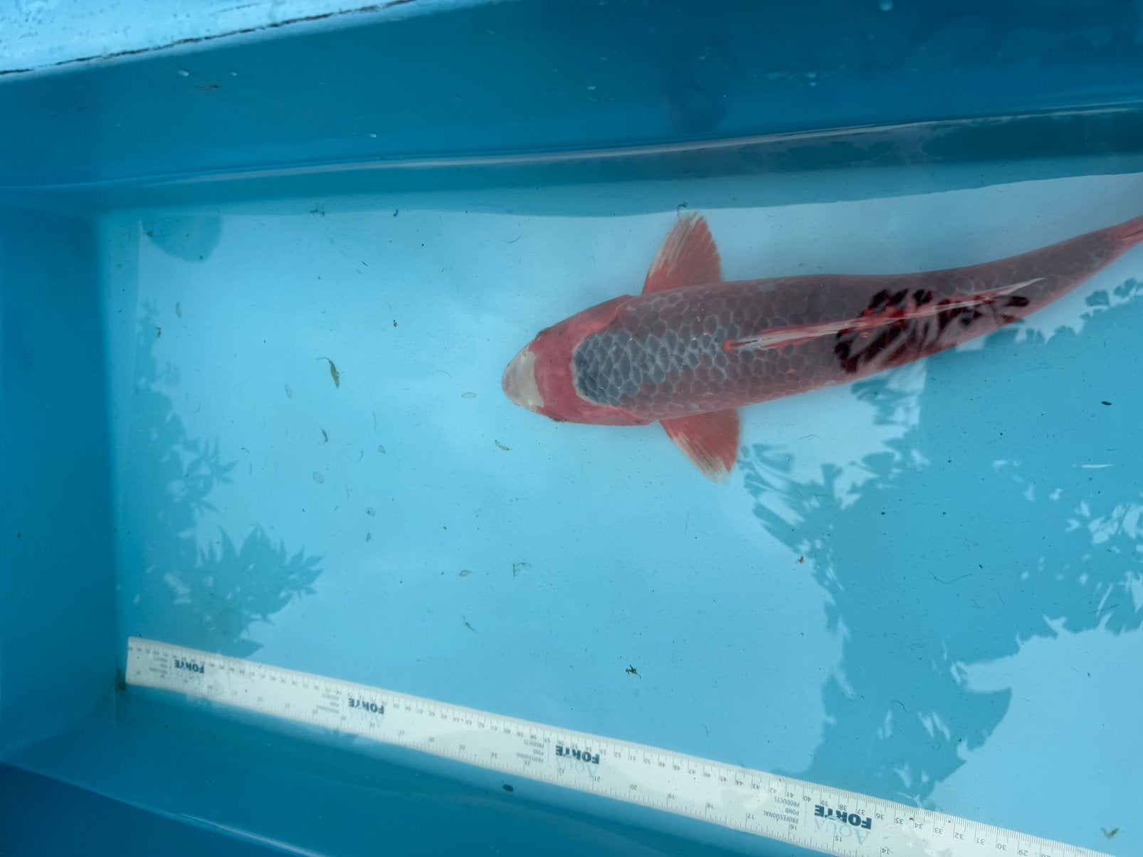 Red asagi koi, Karper of Koi