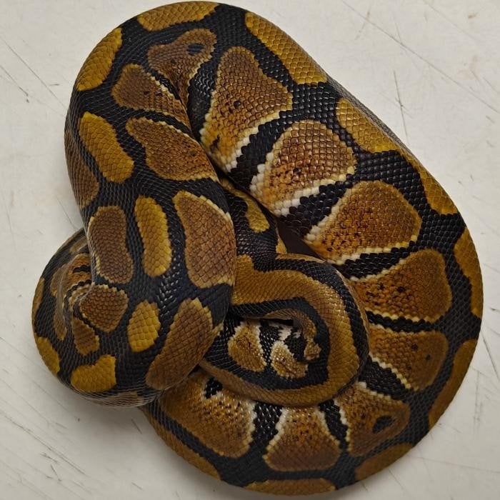 Python regius, Slang, 0 tot 2 jaar