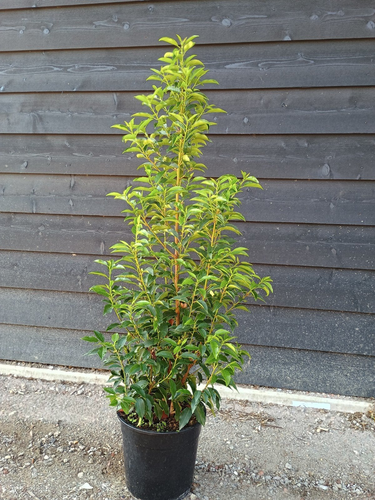 haagplanten Portugese Laurier -A kwaliteit, Vaste plant, Halfschaduw, Zomer, Ophalen