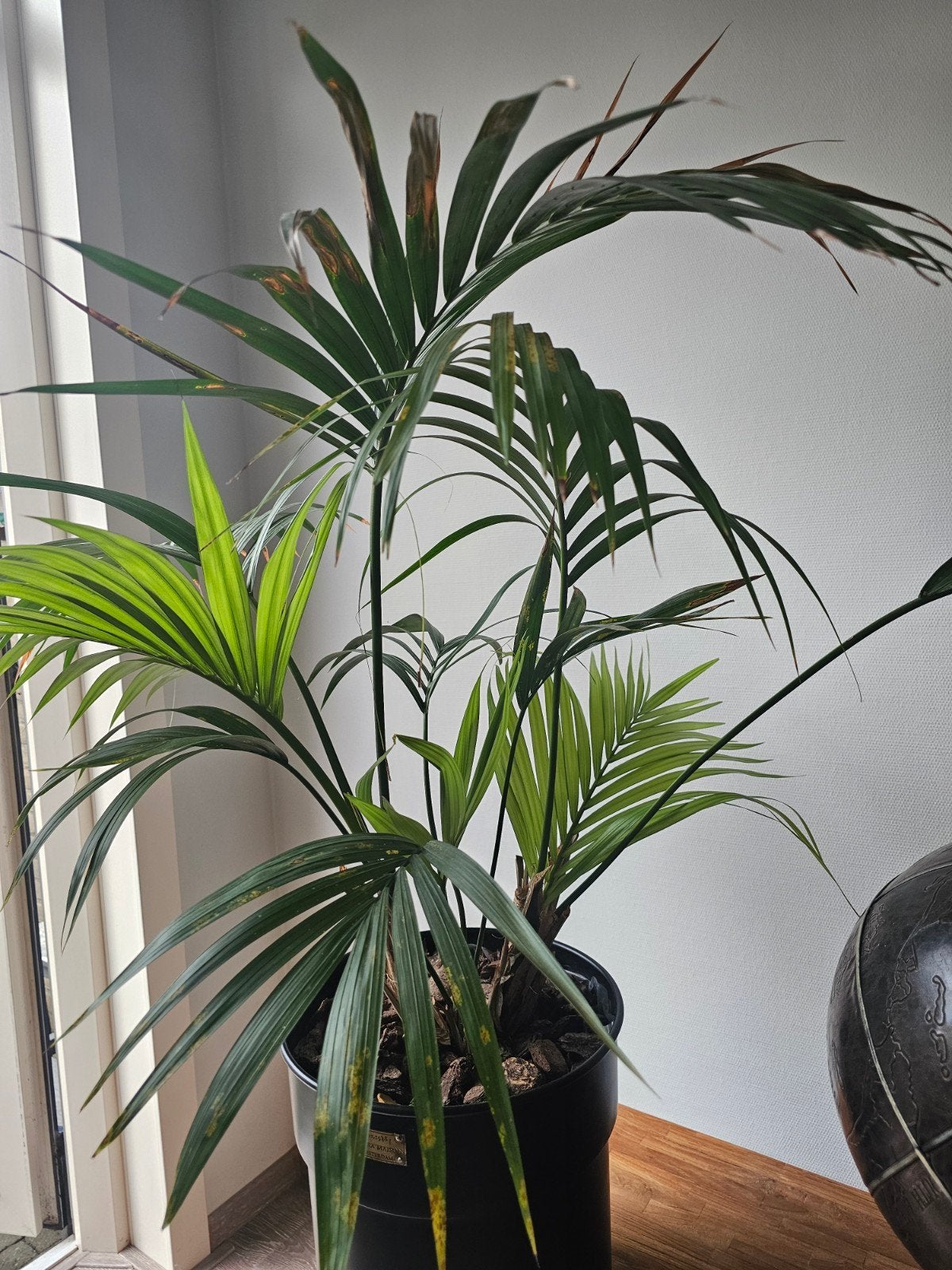 Grote kamerpalm, kentia in Riviera Maison pot, Ophalen, 100 tot 150 cm, Palm, Halfschaduw