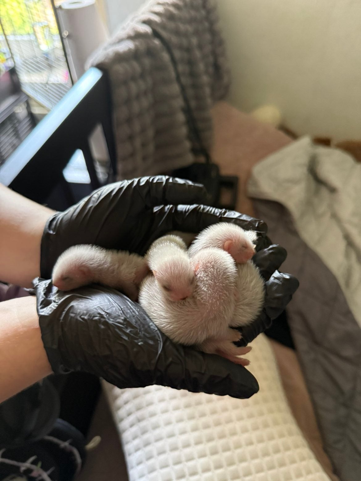 Fretten pups, Dieren en Toebehoren, Overige Dieren, Juni, Meerdere dieren