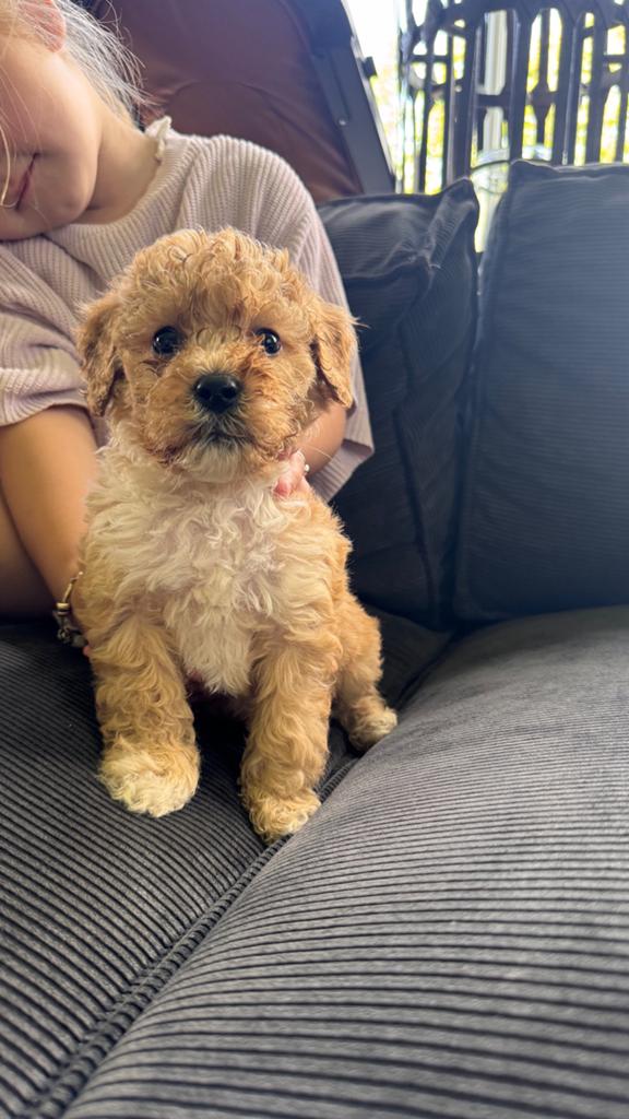 Labradoodle pups mini, Dieren en Toebehoren, Honden | Niet-rashonden, 8 tot 15 weken, Meerdere, Meerdere dieren, Klein