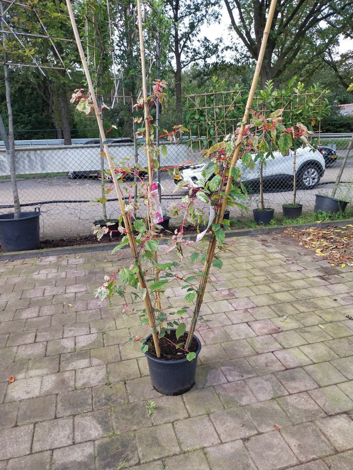 Acer Red Flamingo Meerstammig 150 cm - Japanse Esdoorn, Ophalen, Bloeit niet, Overige soorten, Halfschaduw