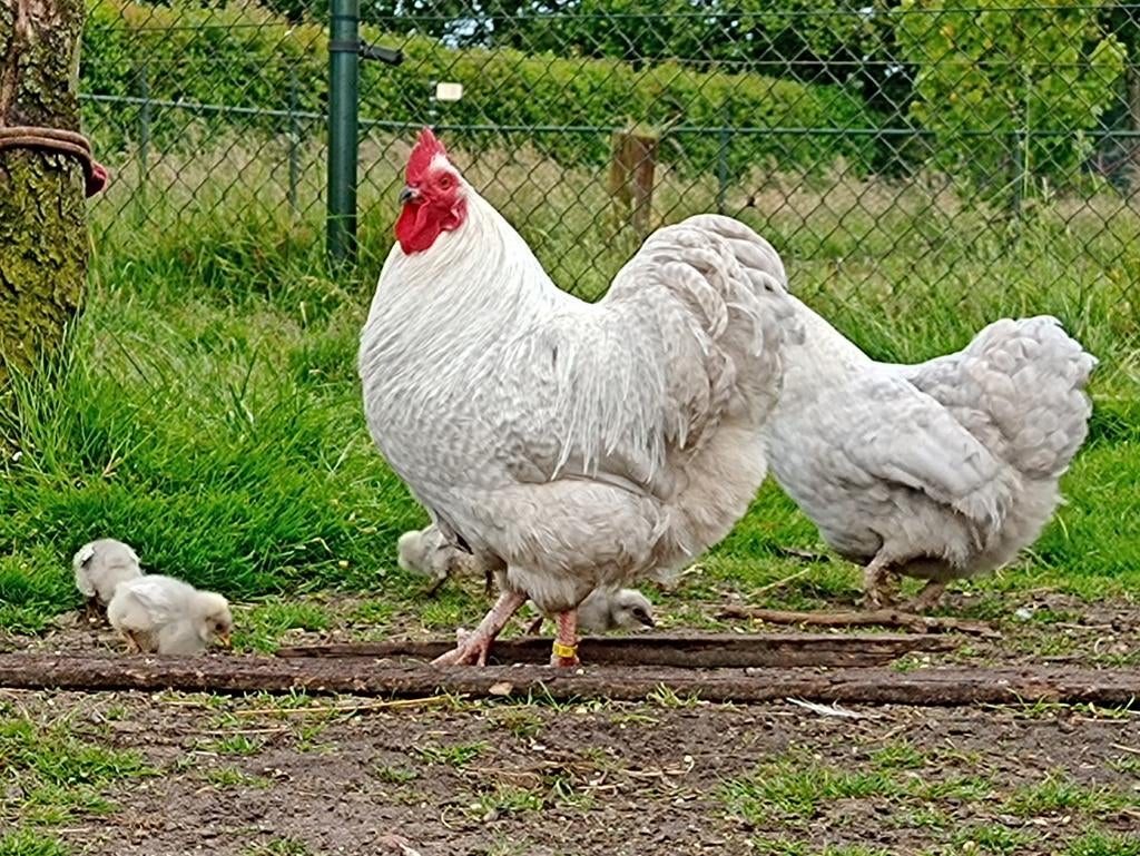 Hanen, Dieren en Toebehoren, Pluimvee, Mannelijk, Kip