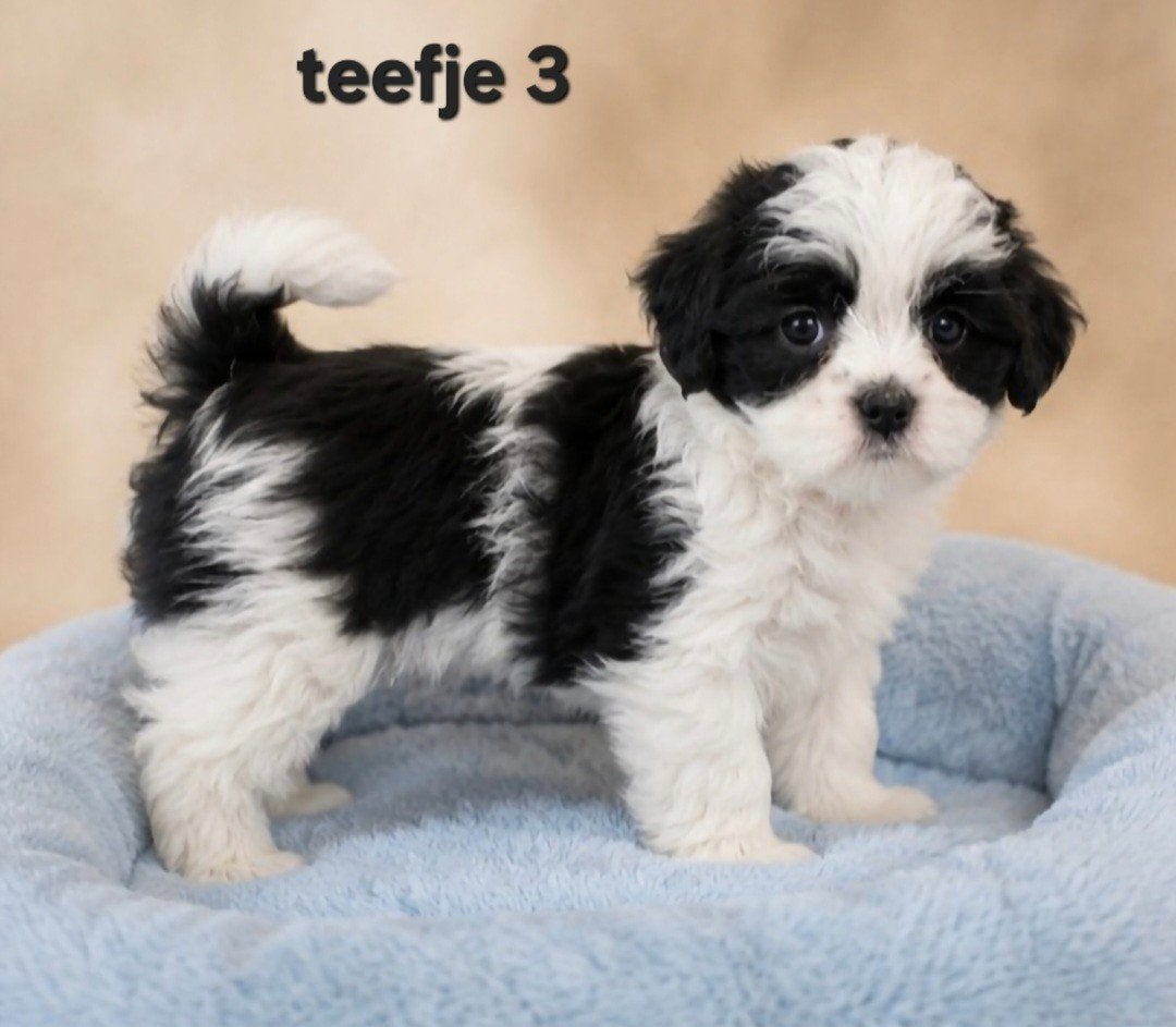 Super mooi gezonde boomer pups. Maltezer maal shih tzu, Parvo, Overige rassen, 8 tot 15 weken, Meerdere