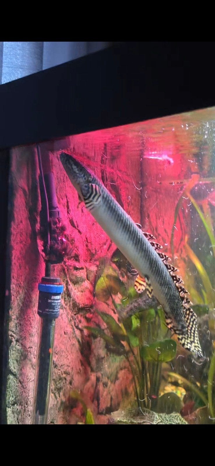 polypterus ornatipinnis, Dieren en Toebehoren, Vis, Zoetwatervis
