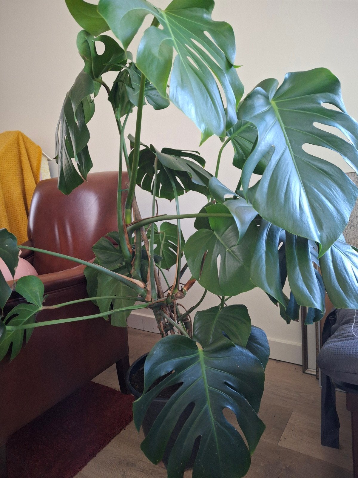Grote Monstera Deliciosa - Kamerplant, Ophalen, 100 tot 150 cm, Overige soorten, Halfschaduw