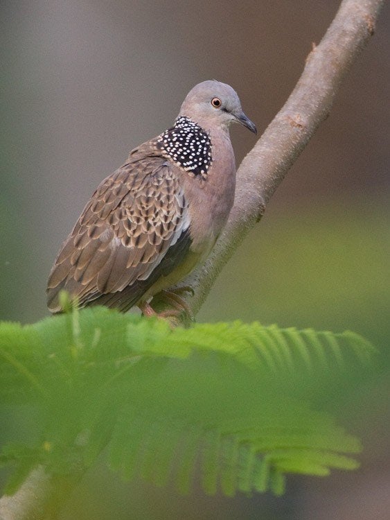 parelhals tortels, Dieren en Toebehoren, Meerdere dieren, Overige soorten