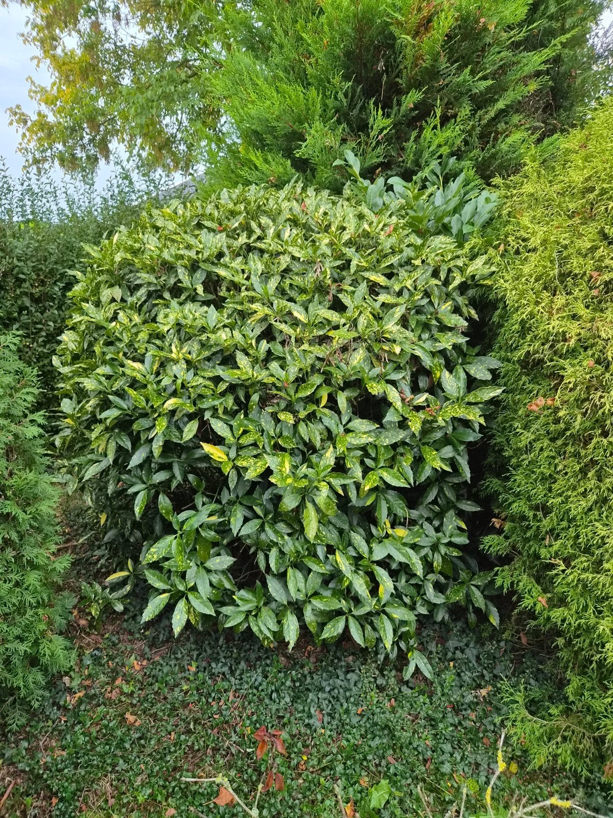 Glanzende Spirea struik - Prachtige tuinplant, Vaste plant, Bloeit niet, Halfschaduw, Ophalen